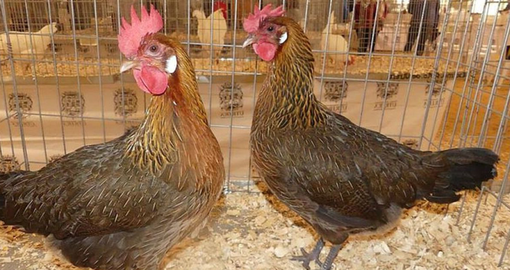 Gallinas Utreranas - 2022